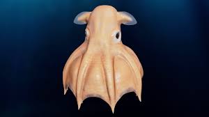 Dumbo Octopus